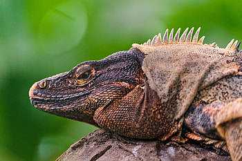 Animals, Muzzle, Color, Lizard, Reptile, Iguana HD wallpaper
