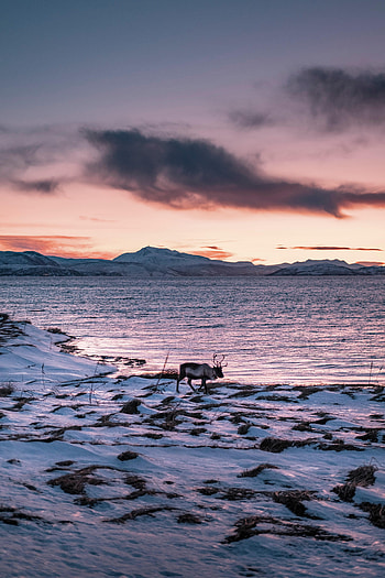 Animals, Mountains, Snow, Coast, Animal, Snow Covered, Snowbound, Deer HD phone wallpaper