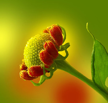 magic flower, colourful, magic, nature, flower HD wallpaper