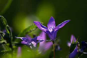 Flowers, Flower, Macro, Flowering, Bloom, Bell HD wallpaper