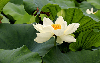 Lotus, white, leaves, flower HD wallpaper