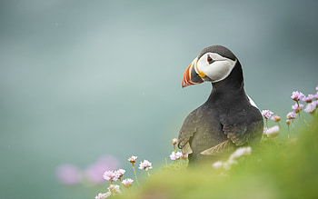 Puffin, animal, flowers, bird HD wallpaper