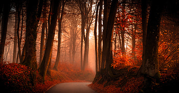 Tree, Fog, Nature, Fall, , Road, Forest HD wallpaper