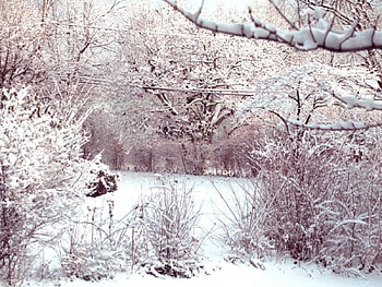 Coldness of winter, winter, snow covered trees, brown tinged, ground HD wallpaper