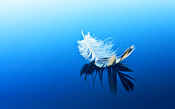 Fether Floating, feather, water HD wallpaper