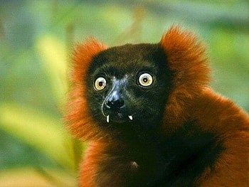 Amazing Animal, animal, cool, amazing HD wallpaper