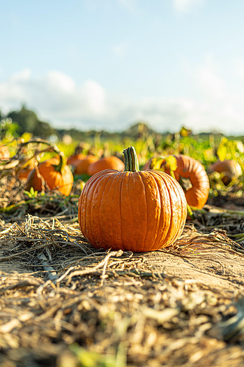 Nature, Autumn, Pumpkin, Harvest, Vegetable HD phone wallpaper