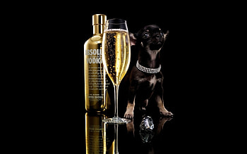 Animals, Dogs, Food, Drinks HD wallpaper