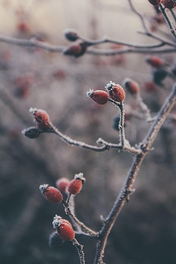 Berries, Briar, Plant, Macro, Hoarfrost, Frost HD phone wallpaper