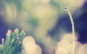 Grass, Background, Macro, Glare, Shine, Light HD wallpaper