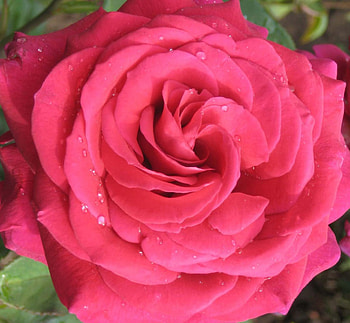 Rose, flowers, roses, flower HD wallpaper