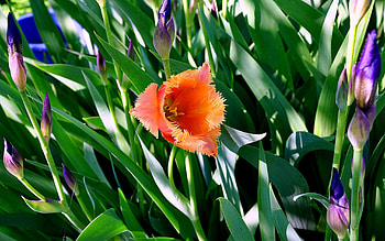 Plants, Flowers, Tulips HD wallpaper