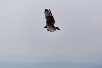 Animals, Sky, Bird, Flight, Wings HD wallpaper