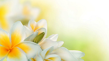 Araliya flower , Beautiful nature, Exquisite beauty, Floral delight HD wallpaper