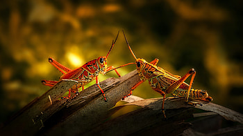 Grasshopper macro, Green insect, Jumping legs, Close-up details HD wallpaper