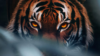 Tiger Face , tiger, animals HD wallpaper
