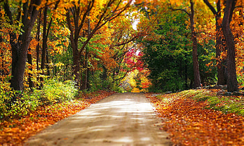 Autumn walk, fall, path, autumn, trees, road, beautiful, forest, colorful, walk, foliage HD wallpaper