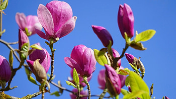 Magnolia, nature, tree, flower HD wallpaper