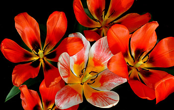 Tulips, tulip, black, red, flower, lalele, lalea, spring HD wallpaper