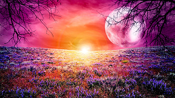 Fantastic Field, artwork, purple, digital, plants, moon, lavender, sun HD wallpaper