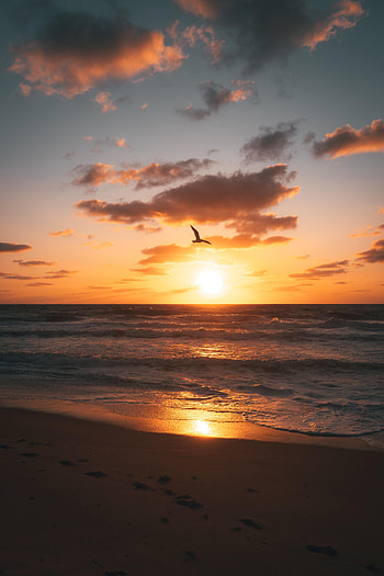 Nature, Sunset, Beach, Horizon, Coast, Bird HD phone wallpaper