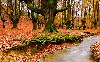 Landscape, Rivers, Trees, Autumn HD wallpaper