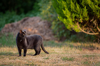 Animals, Cat, Stroll, Black Cat HD wallpaper