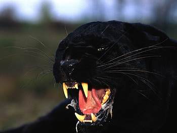Animals, Panthers HD wallpaper