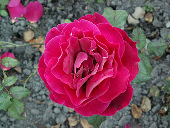 BEAUTIFUL GORGEOUS ROSE, rose, pink, shade, vibrant, gorgeous, beautiful HD wallpaper