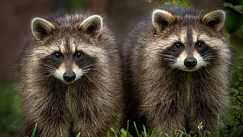 Raccoons, animal, raccoon, nature, graphy HD wallpaper
