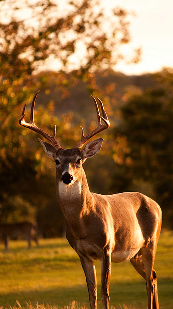 Majestic deer, Wildlife beauty, Forest creature, Nature's art HD phone wallpaper