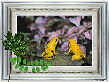 YELLOW FROGS, YELLOW, FROGS, , TWO HD wallpaper