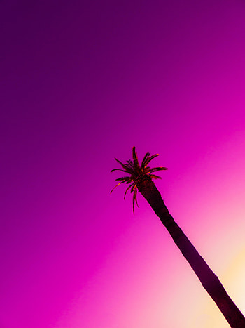 Sky, Wood, Tree, Minimalism, Palm, hop HD phone wallpaper