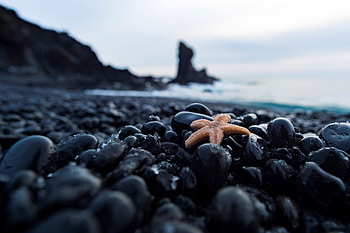Stones, Pebble, Starfish, Macro, Nautical, Maritime HD wallpaper