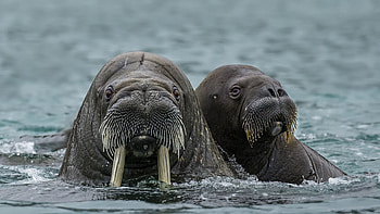 Couple, Walrus HD wallpaper