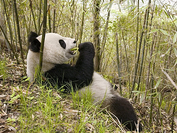 Animals, Pandas HD wallpaper