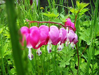 Plants, Flowers HD wallpaper