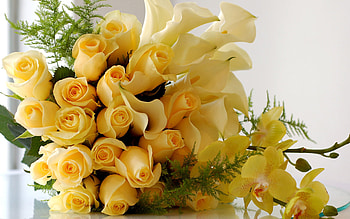 Calla Lilies, Flower Bouquet HD wallpaper