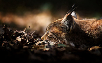Animals, Grass, Leaves, Iris, Muzzle, Shadow HD wallpaper