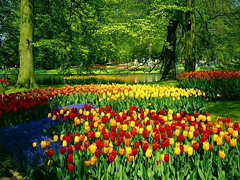 Tulips, tulip, flower, nature, forest, tree HD wallpaper