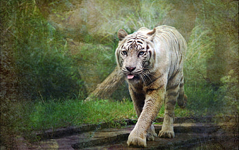 Animals, Nature, Background, Tiger, Style HD wallpaper