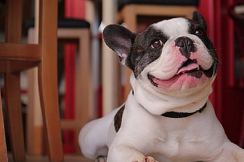 Happy dog, dog, sweet, animal, dogs, cute, beautiful, puppys, puppy, pretty, animals, lovely HD wallpaper