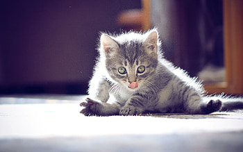 Animals, Sit, Kitty, Kitten, Muzzle, Playful HD wallpaper