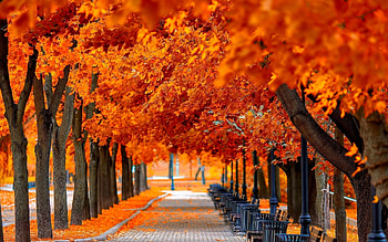 Autumn tree leaves beauty nature landscape | | 733319 | UP HD wallpaper
