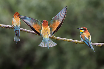 Bee Eaters, bee-eater, birds HD wallpaper