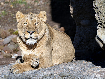 Animals, Muzzle, Predator, Big Cat, Sight, Opinion, Lioness HD wallpaper
