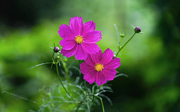 Cosmos Flowers, two, pink, plants HD wallpaper