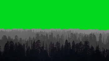 Animated Forest on a Green Screen Background Motion Background - VideoBlocks HD wallpaper