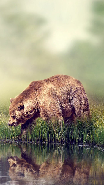 Bear, , Bear Backgrounds, Keywords HD phone wallpaper