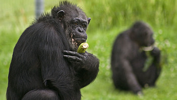 Animals, Grass, Sit, Monkey, Banana HD wallpaper